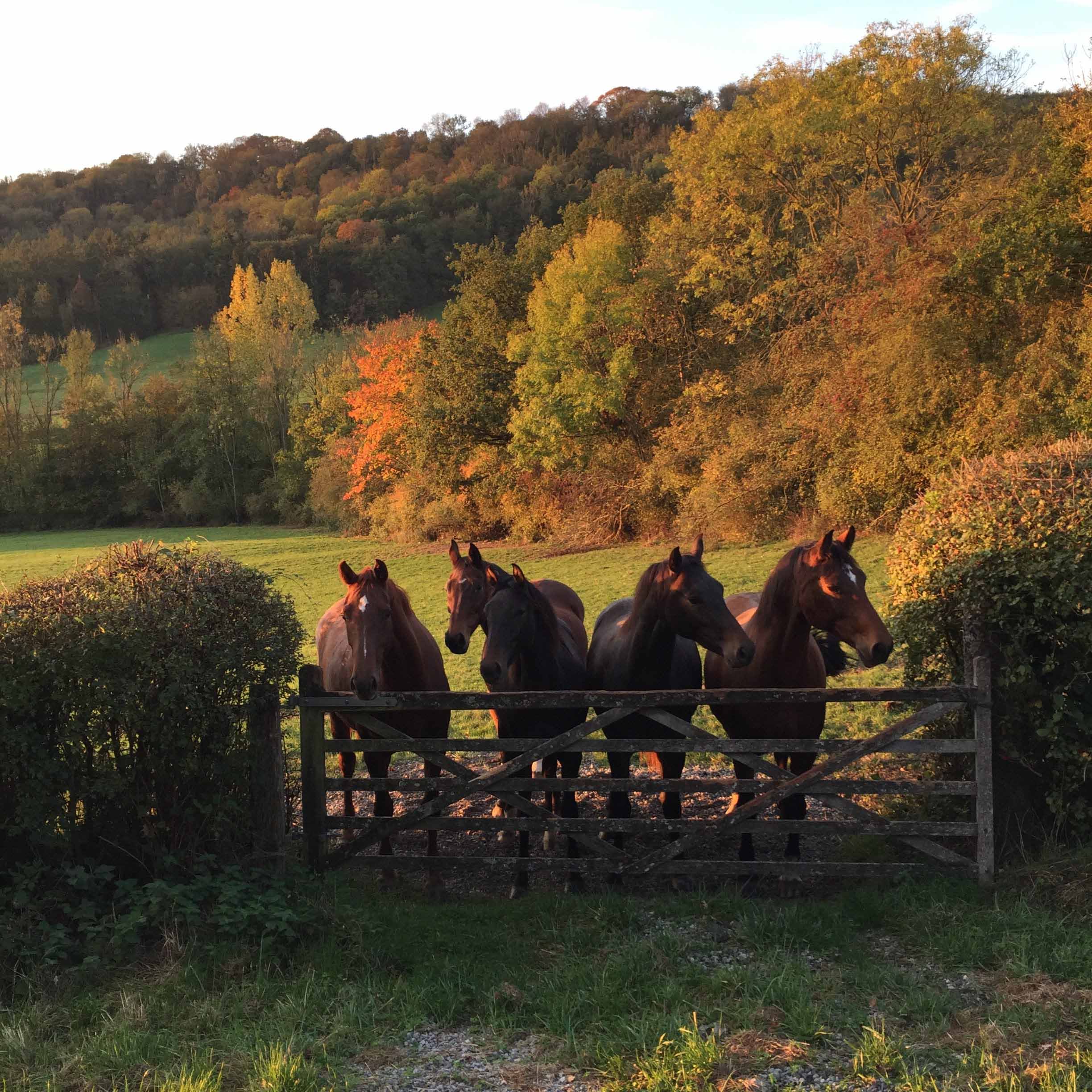 Chevaux au Mont d’Anhée